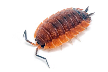Porcellio scaber Lava